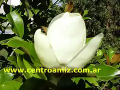 Magnolia