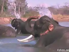 Elefante Asitico
