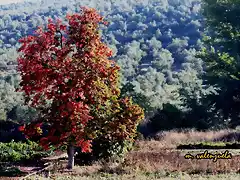 01, caqui de Sostras, marca