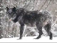 Lobo-Alexei-Moscu