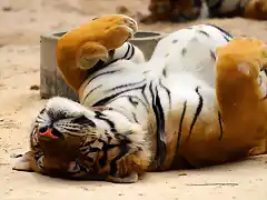 Tired-Tiger