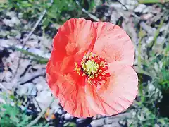 Corn Poppy