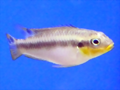 Pelvicachromis taeniatus (5-8-17 Zoo Zajac) Pelvicachromis taeniatus (5-8-17 Zoo Zajac)