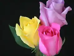 rosas tricolor