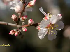 21, flor de almendro, marca