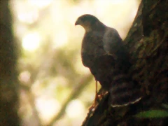 accipiters7 accipiters7