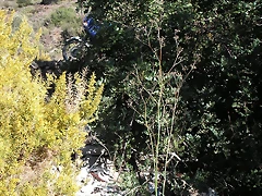 mtb olocau 053 mtb olocau 053