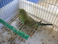 4 pollo 5-10-10