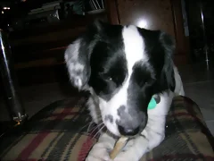 Cooper con su chuche Cooper con su chuche