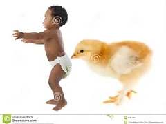 pollon pollon