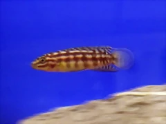 Julidochromis marlieri 2 (22-7-13 DendroAcua) Julidochromis marlieri 2 (22-7-13 DendroAcua)