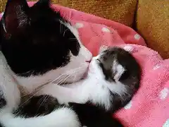 El beso del gato