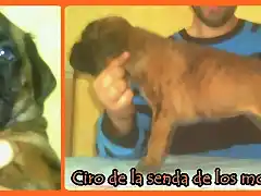 CIRO