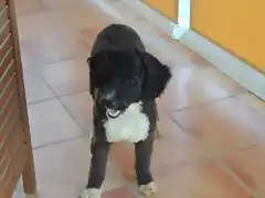 pelito corto 2