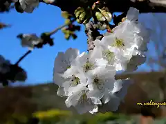 18, flor del guindo, marca