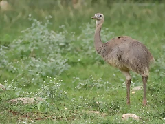 Zoo Lunaret + Sigean 18 i 19-09-10 042 Zoo Lunaret + Sigean 18 i 19-09-10 042