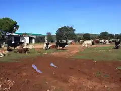 vacas