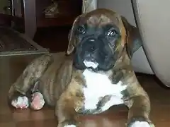 boxer4