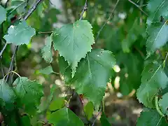 Betula_pendula-ruwe_berk02 (Small)