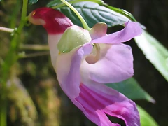 image003