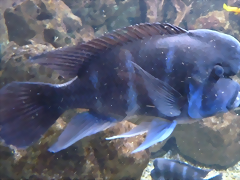 Cyphotilapia frontosa 3 (4-8-17 Zoo Duisburg) Cyphotilapia frontosa 3 (4-8-17 Zoo Duisburg)