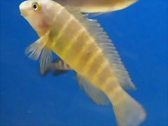 Eretmodus cyanostictus Eretmodus cyanostictus
