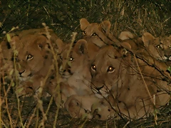 Kruger National Park 28-31 mayo 2009 1310 Kruger National Park 28-31 mayo 2009 1310
