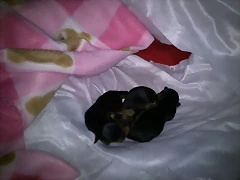 hijos de Simba   16 - 12 -2012