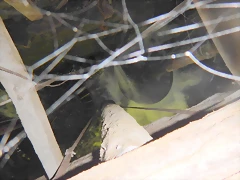 DSCN1595 DSCN1595