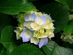 Hydrangeas Hydrangeas