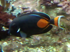 Acanthurus achilles