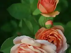 rosas