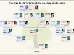 Ancestros de 105 Verde laurel diluida perlada canela opalina_zpspxkheanh