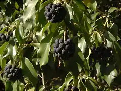 Hedera helix