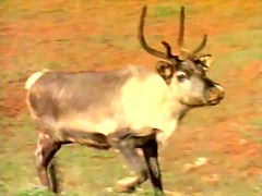 28-Domestic reindeer.jpeg