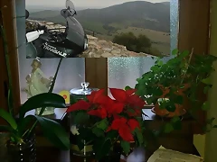 felices fiestas