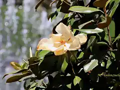 03, magnolio, flor 1, marca