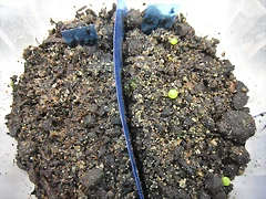 SAM_0086 SAM_0086