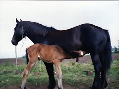 img120