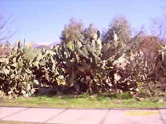 S5036967