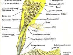 Anatoma periquito