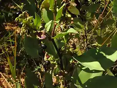 Atropa baetica