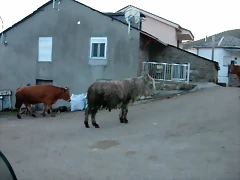 DSCN7034