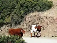 12, vacas en el camino