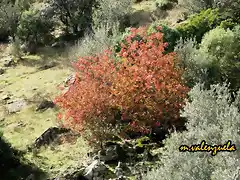 20, tonos rojos, marca