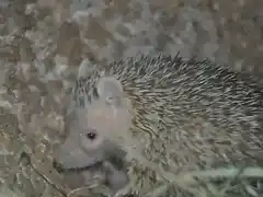 TENREC ESPINOSO 9