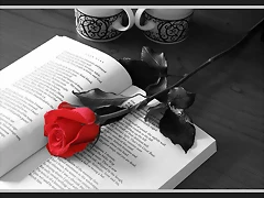 Rosa en novela Rosa en novela