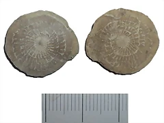 assilina_exponens assilina_exponens