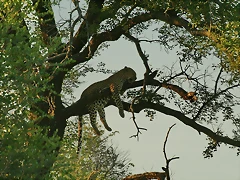 Johannesburg Kruger març 2009 409 Johannesburg Kruger març 2009 409