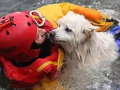Un bombero salva un perro ciego